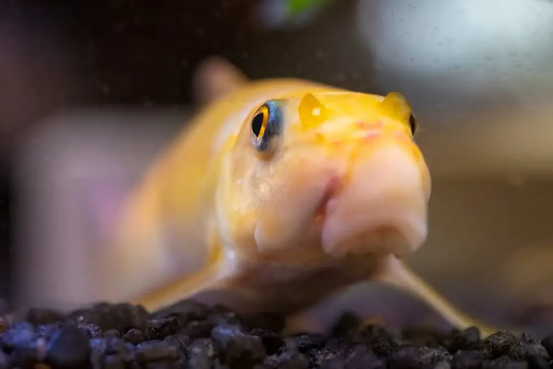 The suction-style mouth of albino eater fish is one of its most distinguishing characteristics.