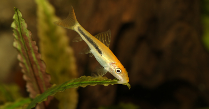 The albino golden algae eater fish is renowned for its mesmerizing golden hue