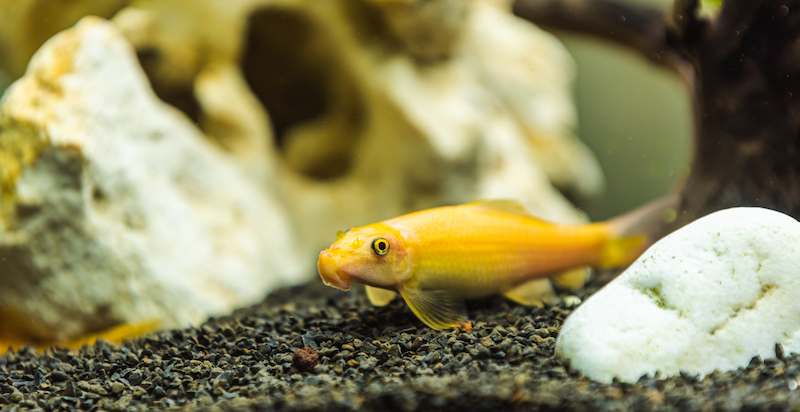 Albino algae eater is peaceful, however, it can get aggressive in certain circumstances.