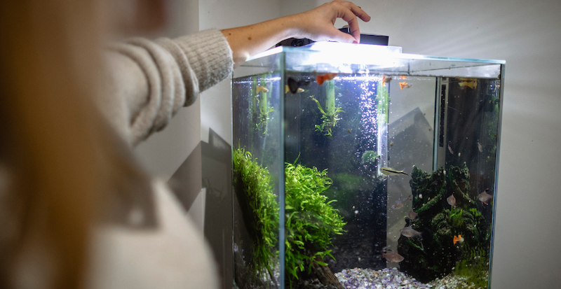 Aquarists are advised to feed algae eater fish during the night to imitate their eating habits