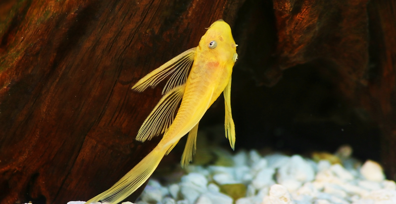 Albino algae eaters swim smoothly when they are healthy.