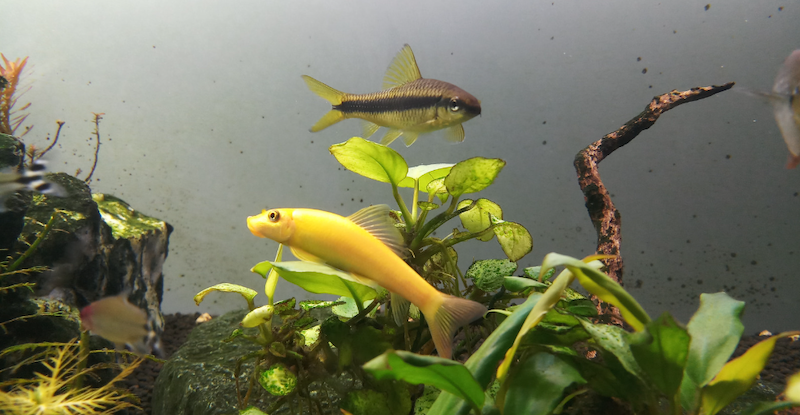 When small, the albino algae eater is around 4 cm (1.6 inches) long