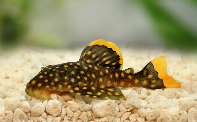 Plecostomus (Plecos) is a big-sized fish living in South American waters