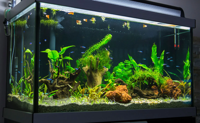 The growth of Algae eaters will depend on their habitat factors such as tank size, hiding pots, tankmates, and so on