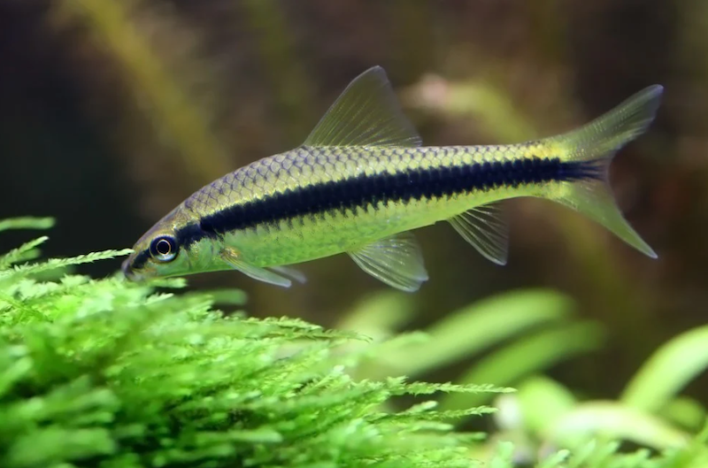 Siamese algae eater fish originates from waters in Southeast Asia