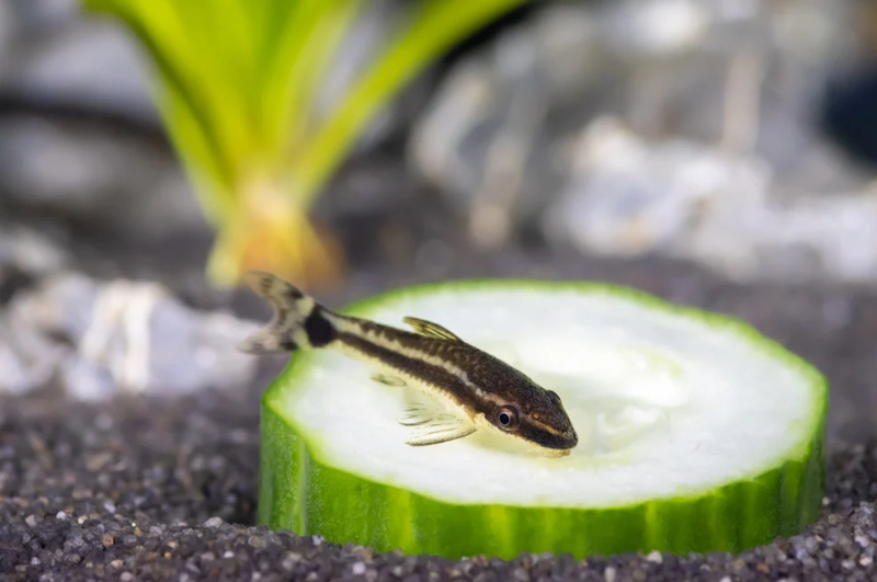 Otocinclus catfish has a small size and can be easily found in South America