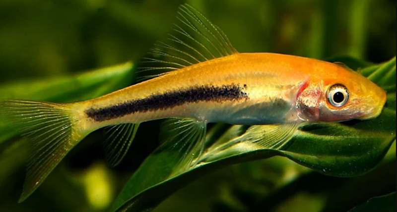 Chinese algae eater fish often live in Southeast Asian rivers like Thailand, Vietnam, or China