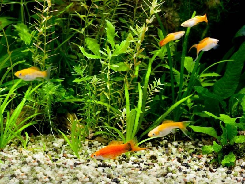 Live plants or decorations create a happy environment for your fish 