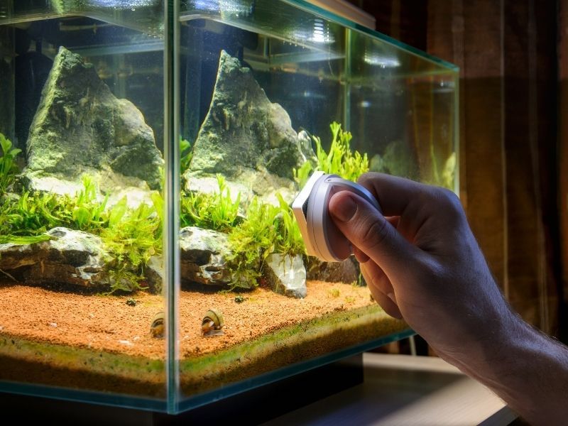 10 Step-by-step will help you clean your fish tank