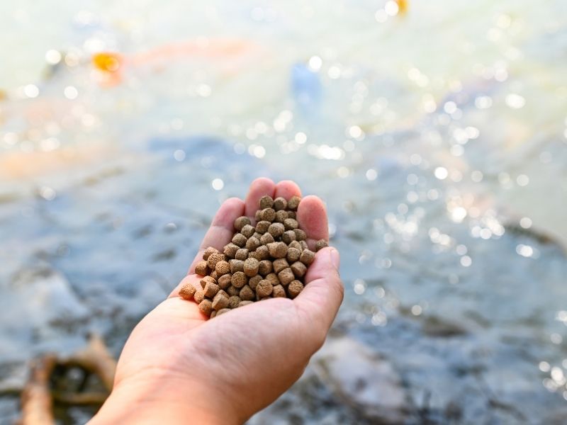 Soak pellets before feeding to prevent them from expanding in the fish stomach