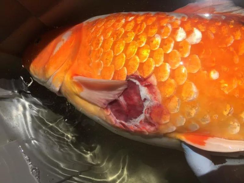 Serious Lethargic Fish with Fin Rot by Aeromonas parasite should be treated early