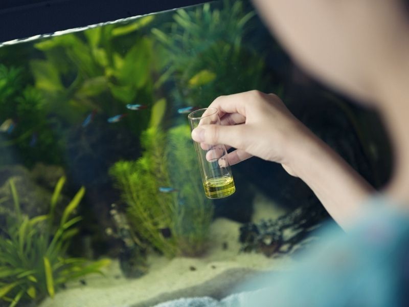 Understanding infections caused by fish bacteria will help you protect your aquatic pets