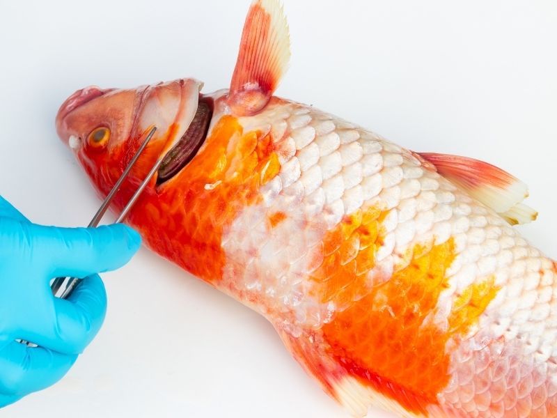 Take fish for laboratory testing to identify bacterial infection in Fish and approach suitable treatment methods