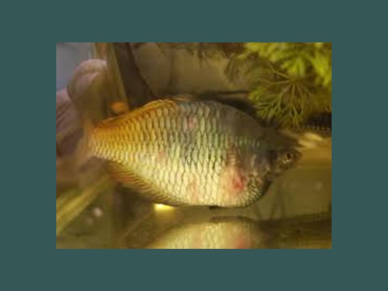 Dropsy in fish is caused by internal bacterial infection