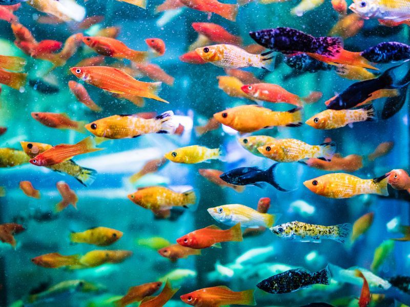 Overstocking is one of the main reasons leading to bacterial infection in fish 