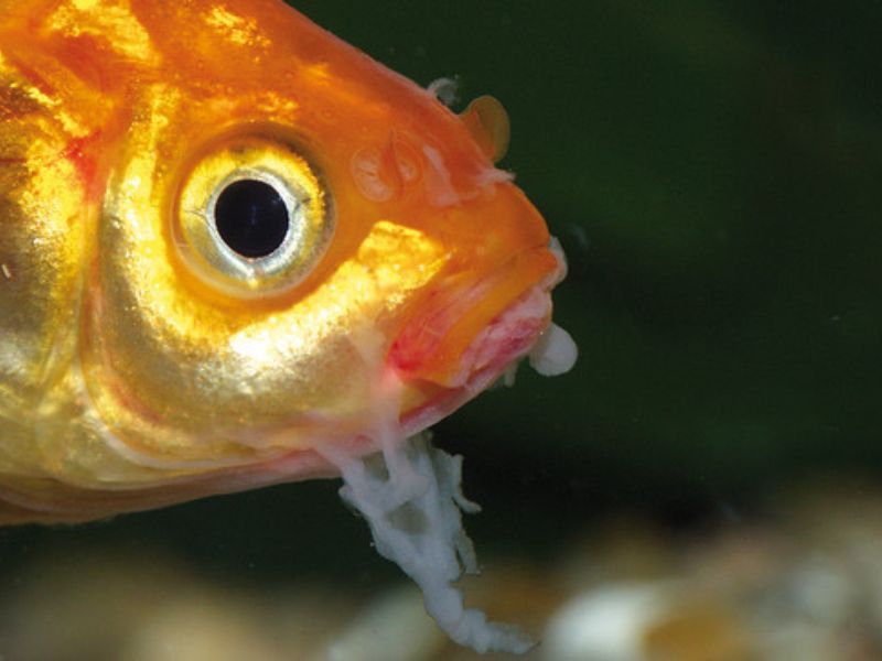 Close-up of Fish with Mouth Rot