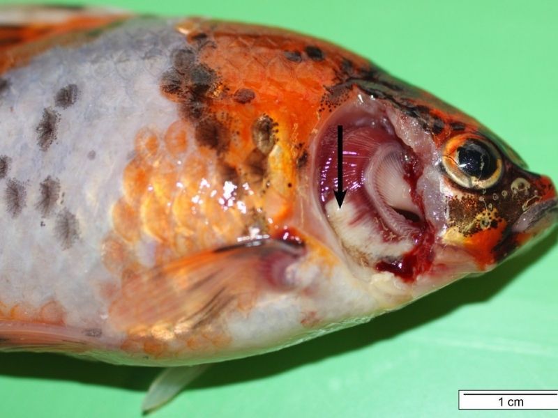 Fish bacteria - Gill lesions in a shubunkin caused by F. columnare. 