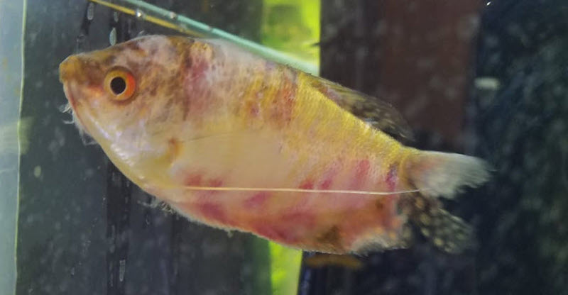 Septicemia can be observed easily by red blotches on the fish’ body