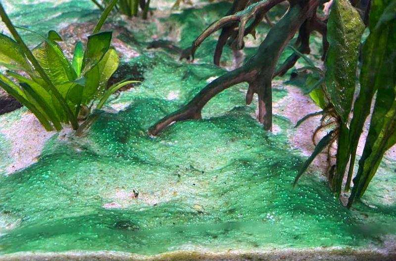 Blue-green algae, or cyanobacteria, are bacteria, not true algae