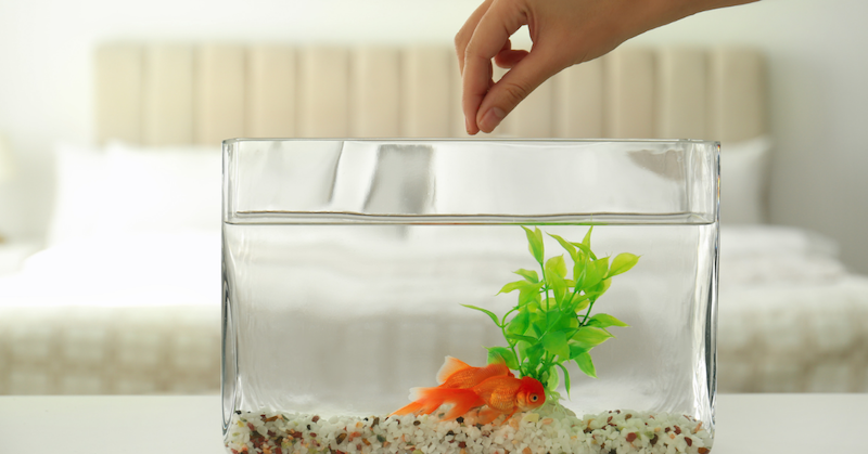 Ensuring proper goldfish food and practices is beneficial for the goldfish and algae growth of the tank