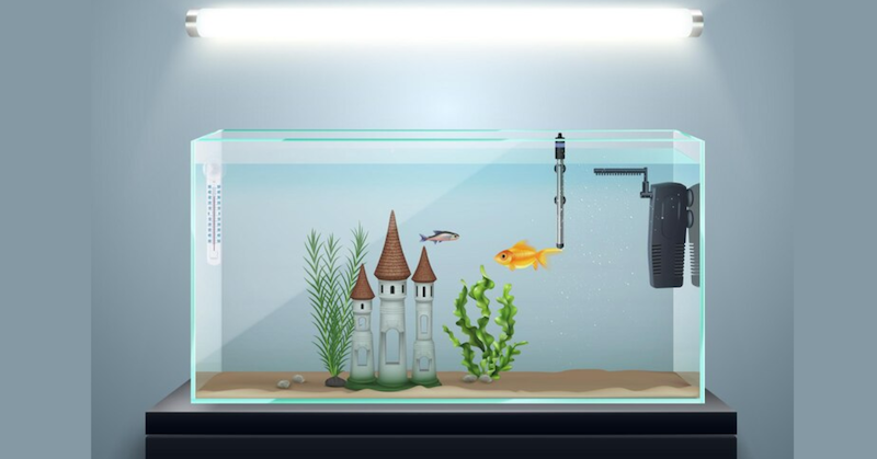 Control lighting duration in goldfish tanks to avoid algae overgrowth