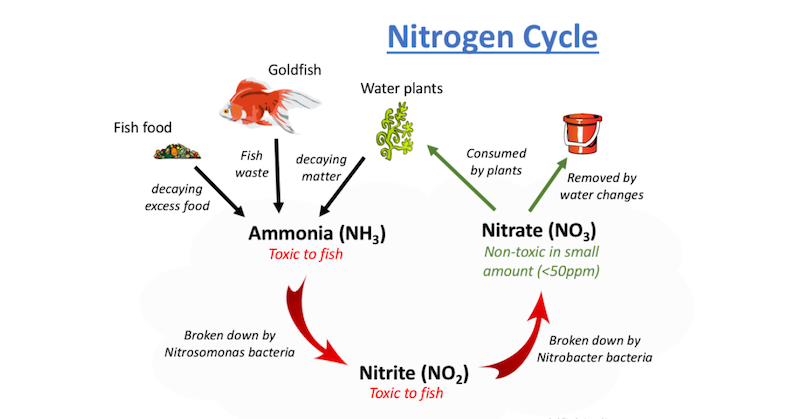 The Nitrogen Cycle in goldfish tank generates substances that can be toxic to goldfish