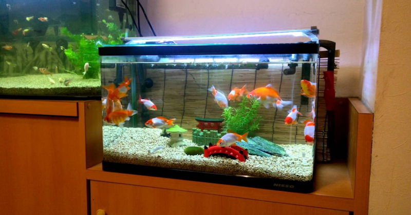 Adding peaceful algae-eating fish to the goldfish tank is one of the most effective ways to control algae