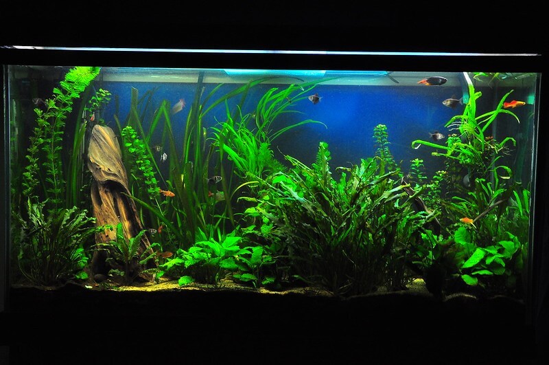 The tank should be at least 36 inches in length with a capacity of 30-50 gallons or more