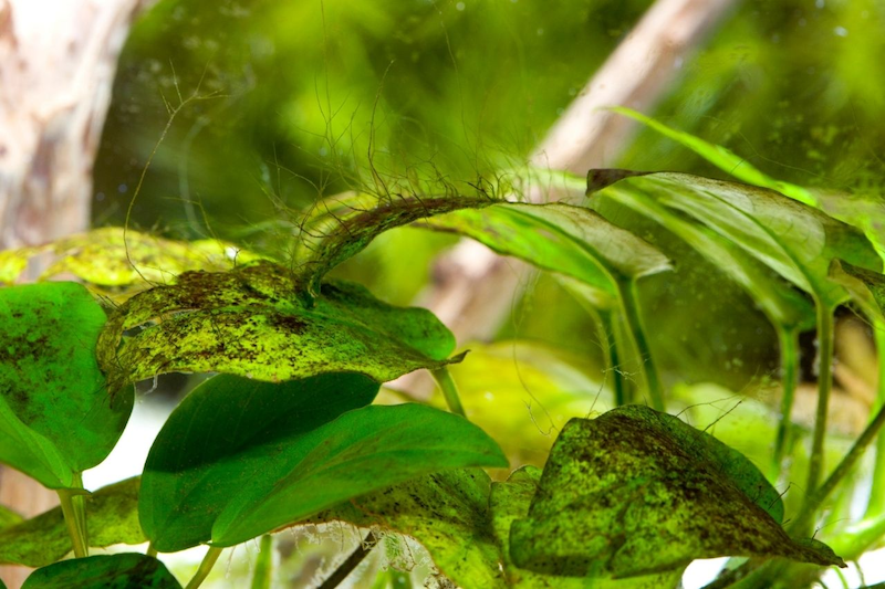 Platy fish prefer soft and green hair algae for easier digestion