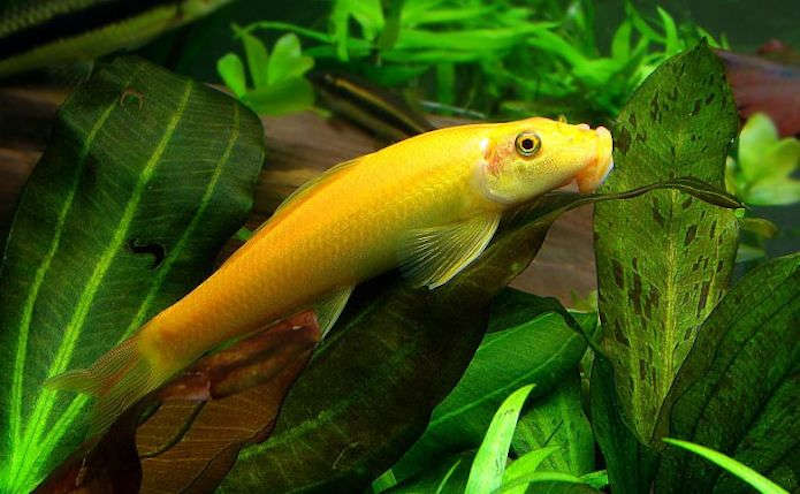 Albino algae eater fish have a slender and cylindrical body