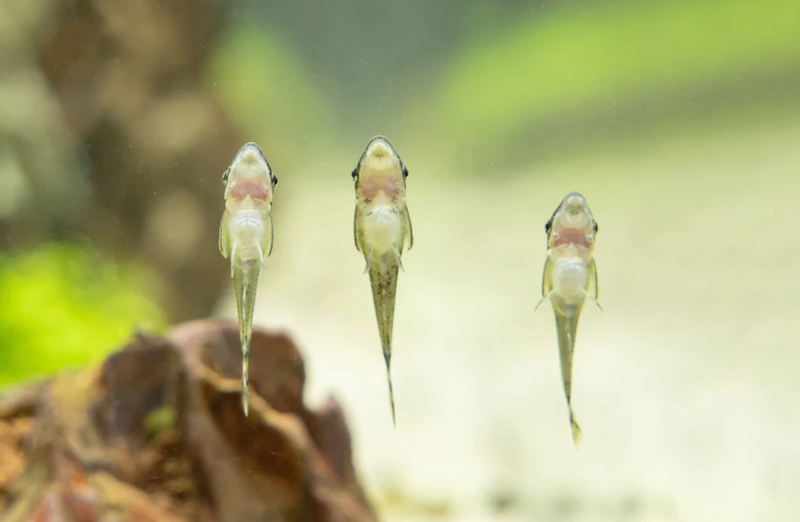 Otocinclus catfish will be good tank mates if they have enough food and hiding pots