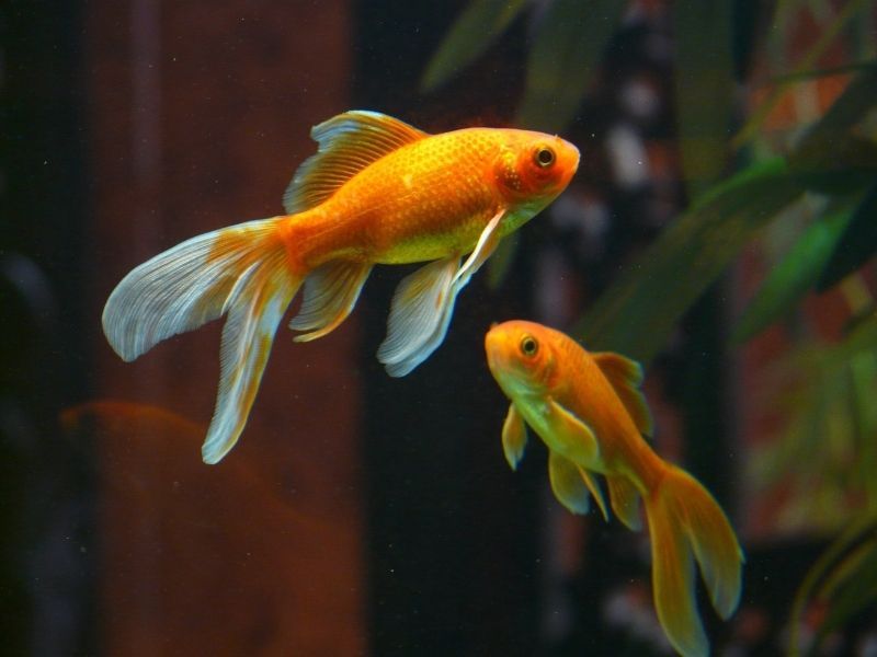 A spacious fish tank will help goldfish grow quickly