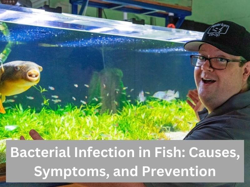 Bacterial Infection in Fish: Causes, Symptoms, and Prevention