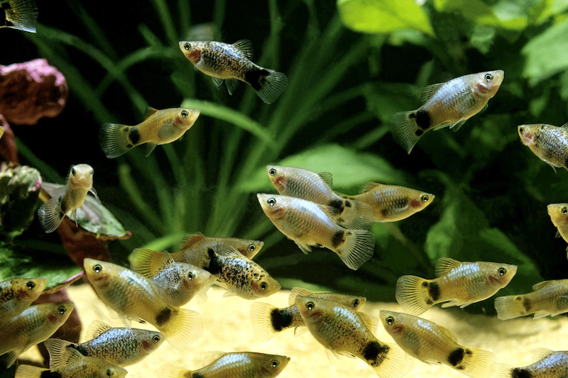 Platy fish generally live peacefully with other fish species in aquariums